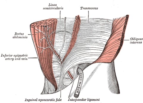 Anatomische Zeichnung der Bauchwandmuskulatur mit geradem und schrägen Bauchmuskeln