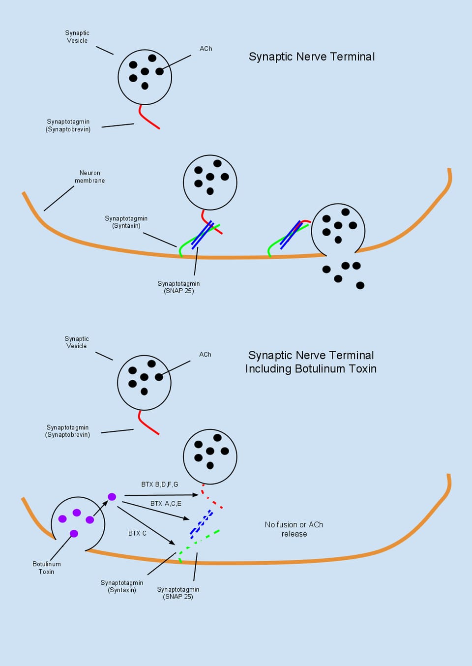 Schema, wie Botulinumtoxin die Freisetzung von Acetylcholin an der Nervenendigung blockiert