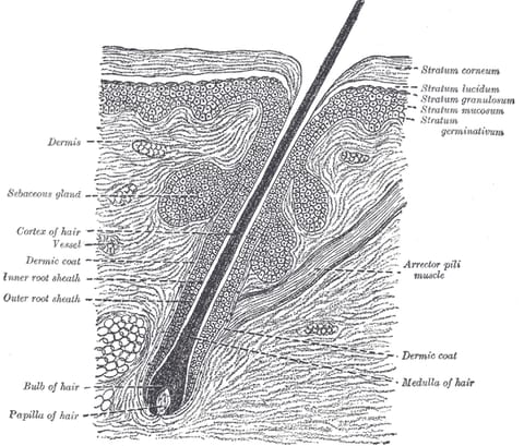 Anatomische Zeichnung eines Haarfollikels im Hautschnitt mit beschrifteten Schichten und Drüsen