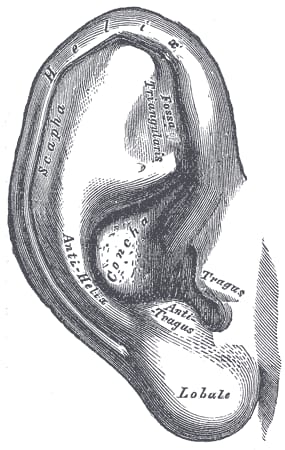 Anatomische Zeichnung des Außenohrs mit beschrifteten Anteilen wie Helix, Antihelix, Tragus und Ohrläppchen