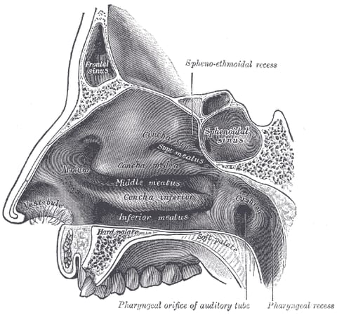 Anatomische Zeichnung des Naseninneren: Nasenhöhlenwand, Nasenmuscheln und umgebende Knochen