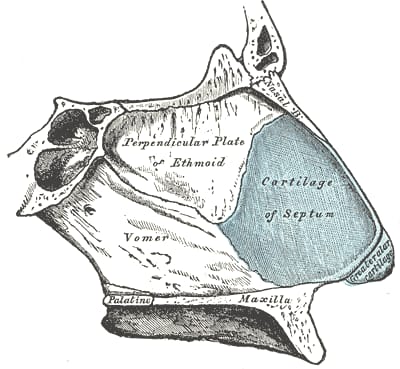 Anatomische Zeichnung der Nasenscheidewand mit Siebbeinplatte, Pflugscharbein und Septumknorpel
