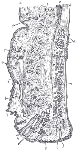 Anatomical drawing of a vertical section through the upper eyelid showing its layers