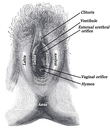 Anatomical drawing of the external female genital anatomy with the structures labelled