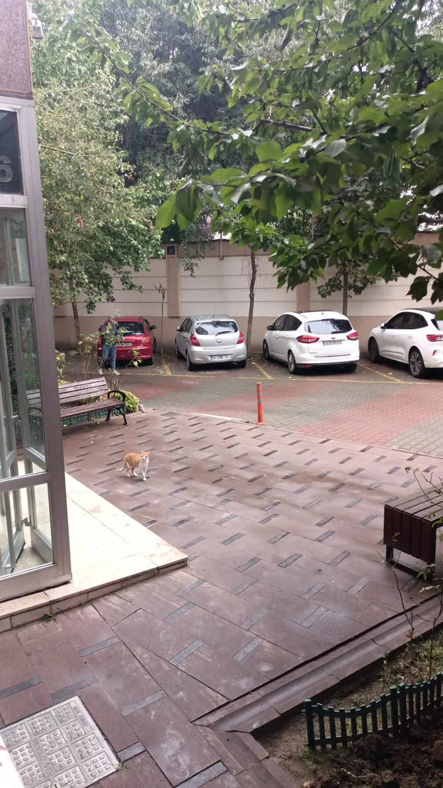 Clinic-provided photograph of Dr Tahsin Saygı